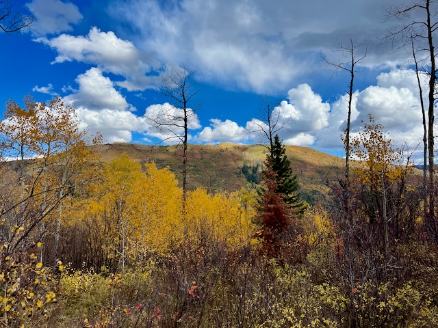 Fall Colors